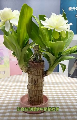 巴西木幸运木开花办公桌水培植物花卉室内水养格鲁特小树人好养活