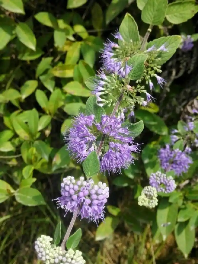 兰香草,别名:山薄荷,莸,婆绒花,马蒿 兰香草是马鞭草科,莸属植物.