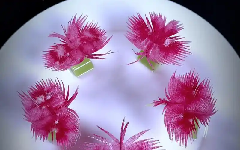 萝卜蝴蝶摆盘简单又好看#吃出仪式感 #摆盘技巧 #摆盘