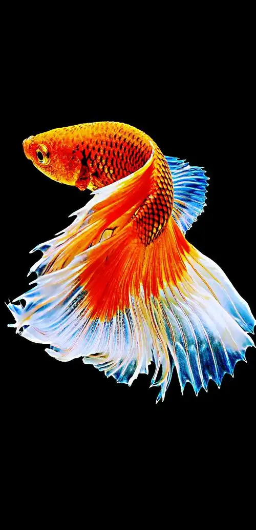 壁纸:年年有余(鱼)