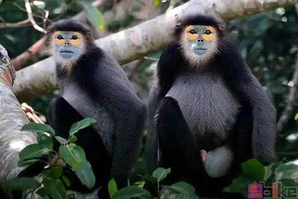 雨林哺乳动物百科图片_品种大全_饲养繁殖_雌雄鉴别_sbike