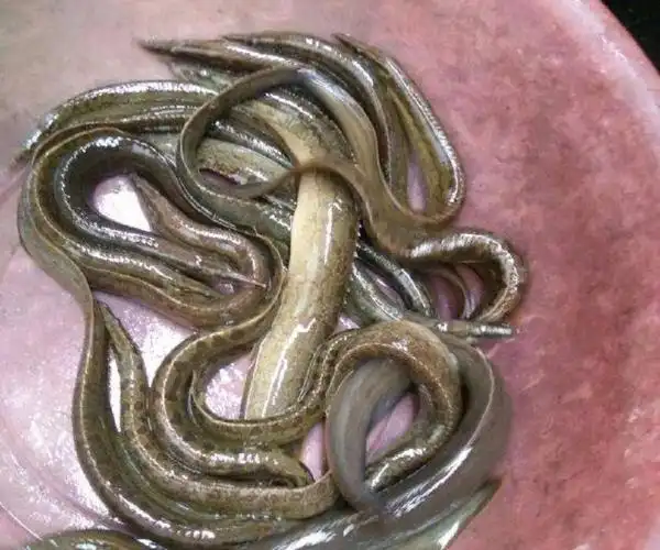 农村里的一种野味:刀鳅鱼,已经很少有人吃到,如今卖100元一斤_网易订