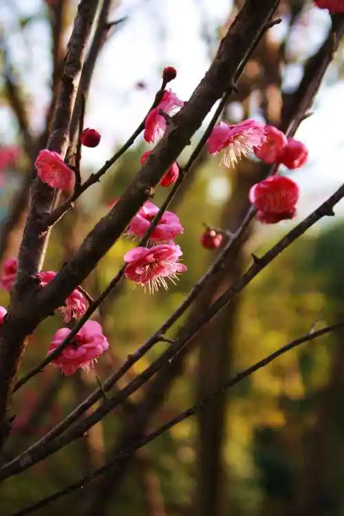 寻美鹤峰小寒时节红梅初开