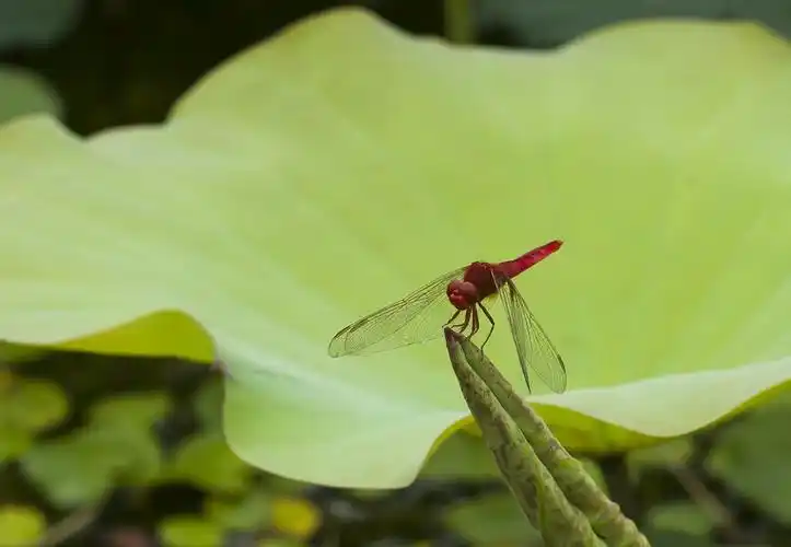 蜻蜓荷叶有青蛙