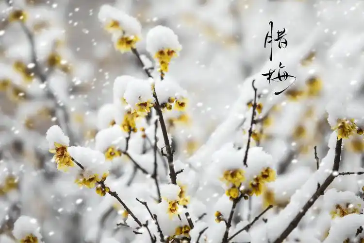 梅花欢喜漫天雪
