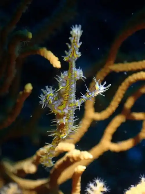 鬼龙海马manta青蛙鱼