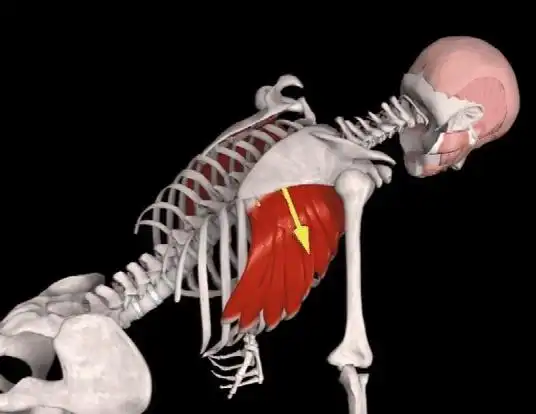 我有翼状肩胛的体态问题,做了很多前锯肌的练习都感觉不到前锯肌的