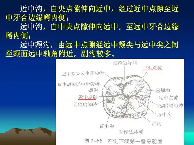 口腔下颌磨牙解剖形态ppt