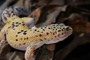 蜥蜴豹纹守宫多少钱?