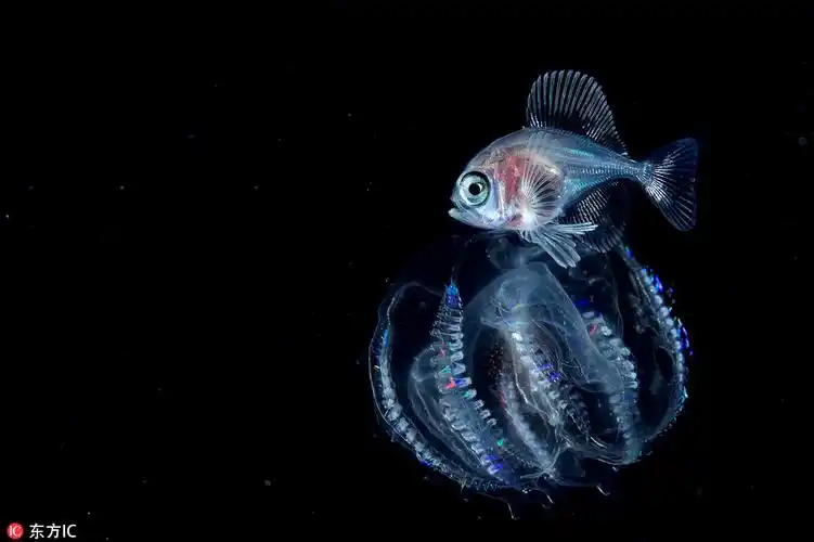 摄影师深海探秘 惊艳海洋生物美得不可思议