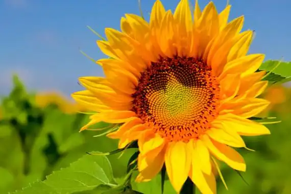 世界上最悲伤的十种花的花语图片:彼岸花代表绝望的爱_巴拉排行榜