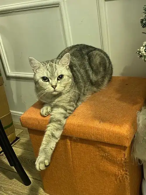 究竟是美短还是英短07