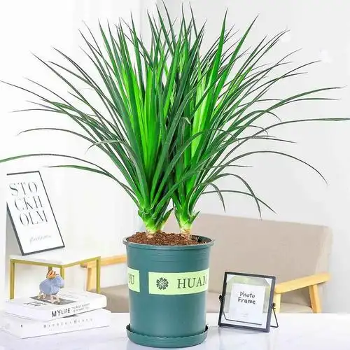 龙须树龙须铁龙须兰龙血室内客厅大型盆栽绿植大型绿植