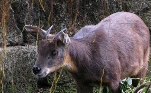 长鬃山羊是什么羊?长鬃山羊简介及图片大全