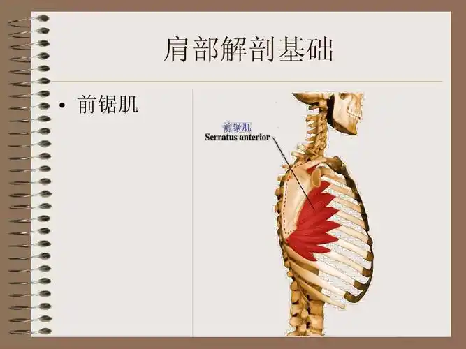 肩部解剖基础   前锯肌