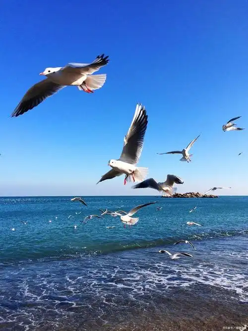 这句话充满了豪情和自由的意境,它启示着我们应该敢于追求梦想,放飞