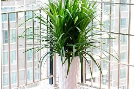 龙须兰如何养殖