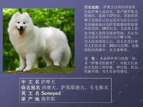 世界名犬荟萃ppt