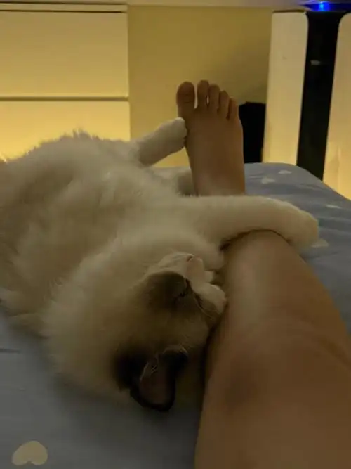 薯薯们敢不敢晒出你家猫睡觉的照片