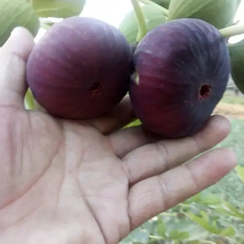 我刚发布了新供应[波姬红无花果 100-120克],想要货的可以找我咨询!