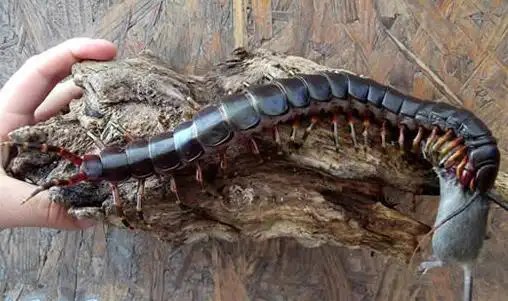 世界上最大的蜈蚣巨人蜈蚣长062米图