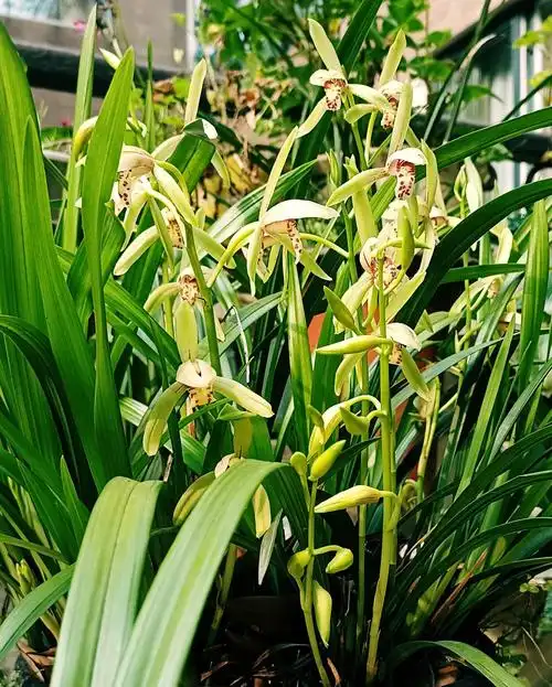 年年如约而至,兰花香味馥甜润.