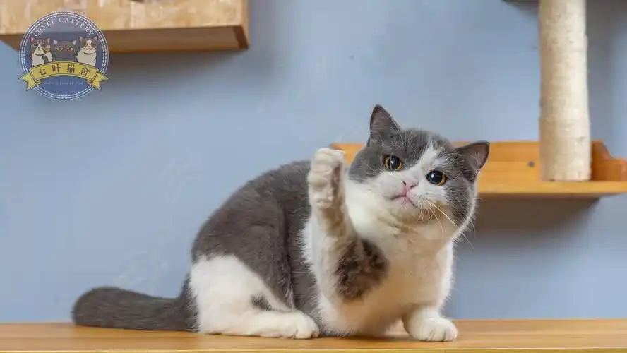 七叶英短猫舍英国短毛猫蓝白蓝猫宠物猫摄影图