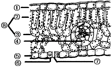 图iii为蚕豆叶的下表皮图,请写出1-4结构名称