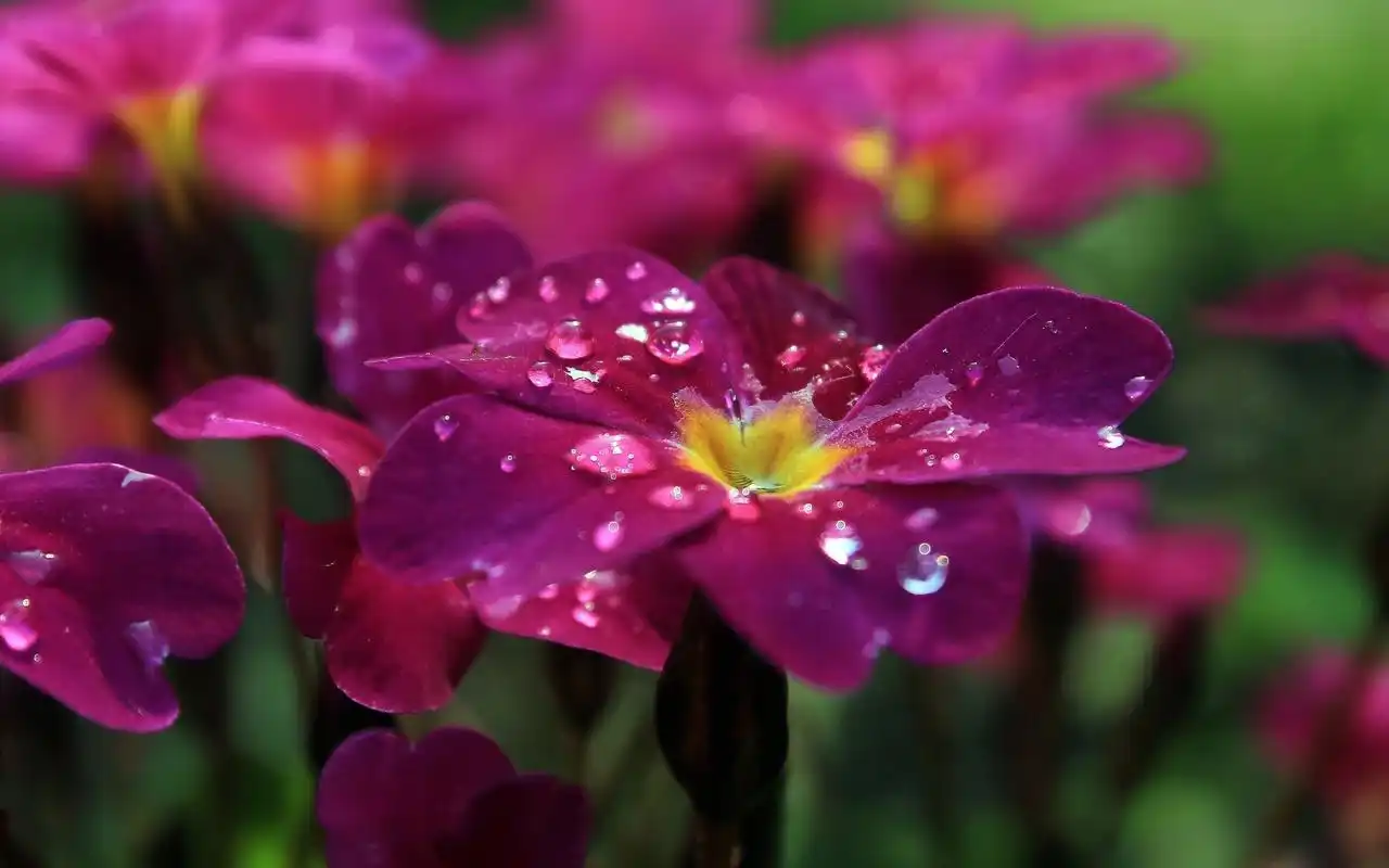 首页 桌面壁纸 植物壁纸 小清新花卉唯美摄影图片电脑壁纸