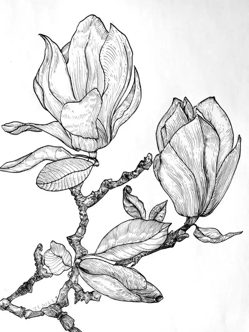 附步骤图和原图 1,先用简单的线条概括花朵大型,然后用几何线画出美片