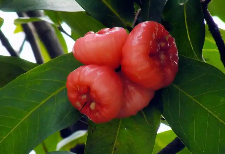 5种曾不起眼的冷门水果,如今却"爆火",全吃过的是"大神"