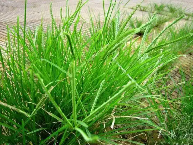 如今"牛筋草"这种中草药,被越来越多的人重视了,甚至有人上门收取