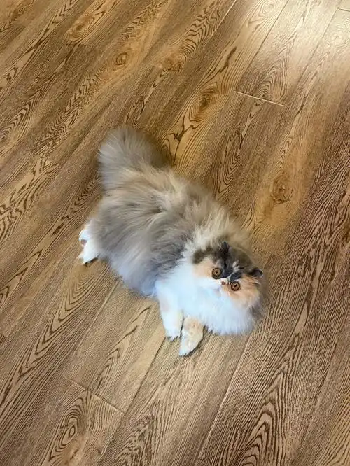 (波斯猫 异国长毛猫 加菲猫 异国短毛猫)#我家宠物好可爱  #吸猫