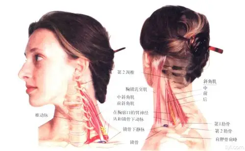 一些颈椎肌***片