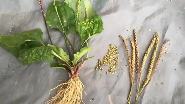 车前草的功效主治