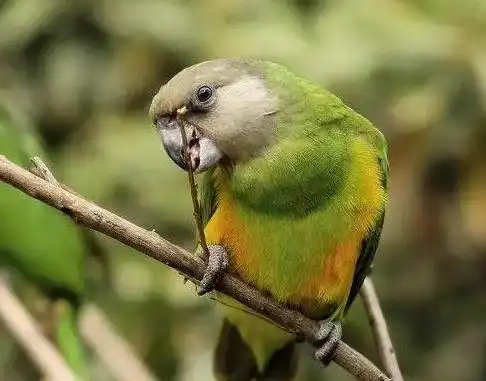 今天小编就来给大家盘点一下会说话且适合的鹦鹉品种,想养鹦鹉的小