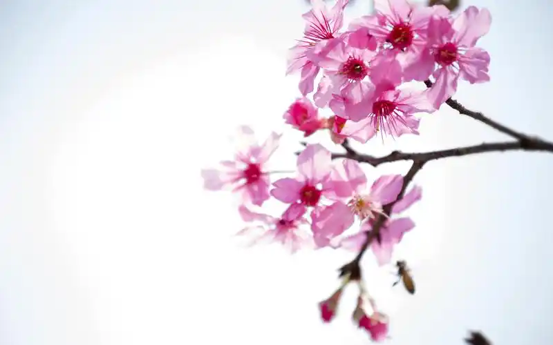 梅花唯美微距摄影高清图片桌面壁纸