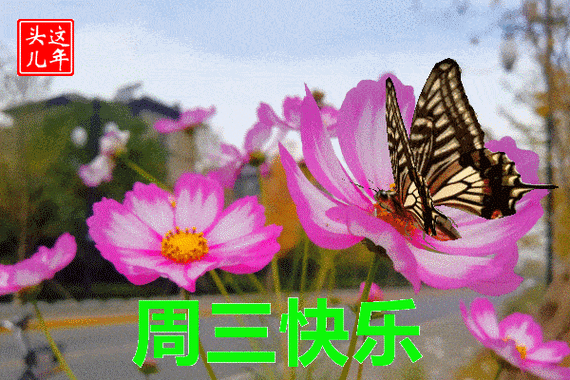 600_400gif 动态图 动图