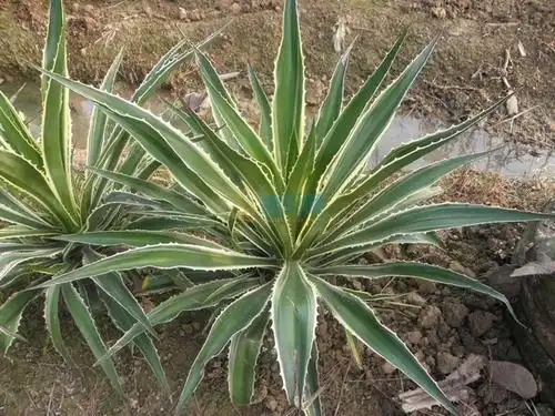 成都金边草h2030cmw20cm价格