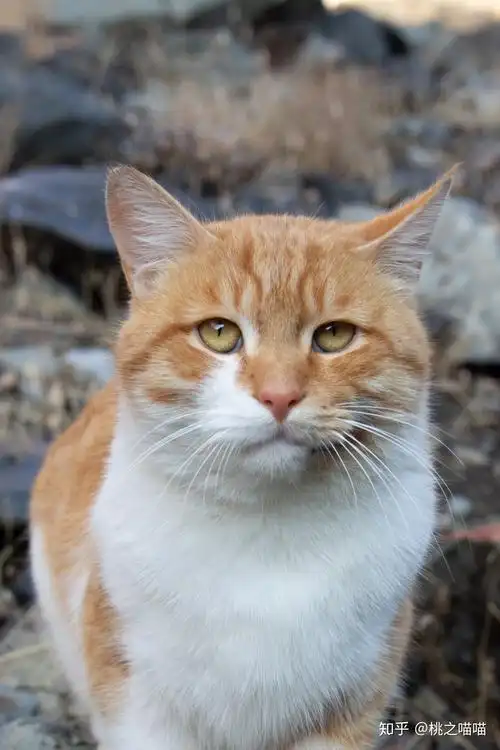 土猫(田园猫)真的没品种猫好看吗? - 知乎