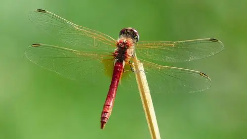 真实照片蜻蜓图片大图(7/11)