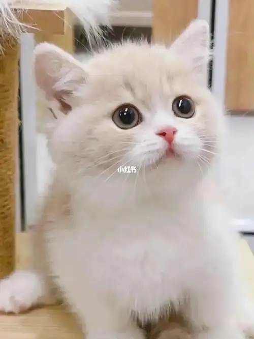 想养乳白英短or金渐层