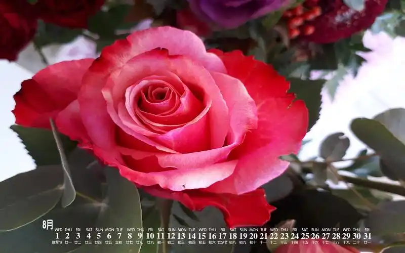 2018年8月铿锵玫瑰唯美日历,月历壁纸-回车桌面