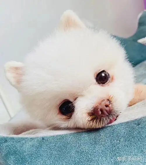 能分享你家狗狗的最萌的一张照片吗?