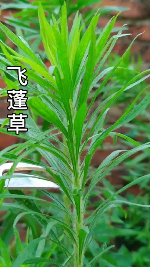 你了解飞蓬草吗?村民常摘回家晒干或作饲料-度小视