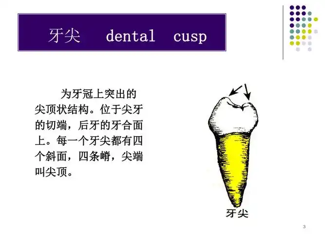 前牙及双尖牙解剖ppt课件