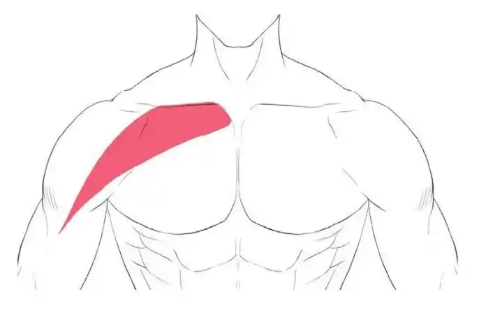 这么性感的方形胸肌,我怎么练不出?