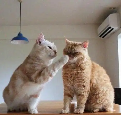 小猫咪情侣头像