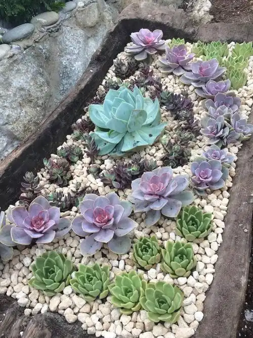 翻牌美爆了的多肉楼顶地栽夏天就这么好看秋天岂不