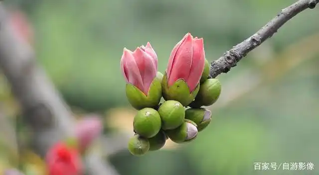 广东东莞虎门,木棉花